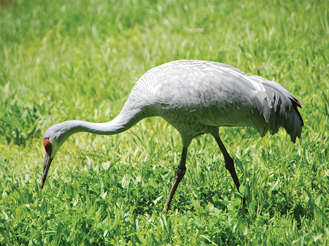 Sandhill crane numbers in Tennessee’s Hiwassee Refuge have reached 20,000.