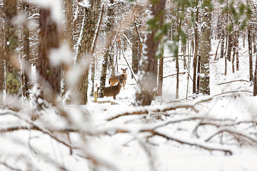 Deer in the cold, Bland County, Virginia. From the photographer: “Coming back from chores on our farm, I was going up our driveway and spotted these deer in the woods alongside our drive.”