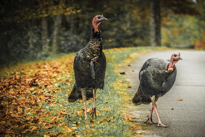 These two wild turkeys were photographed near Milepost 316 of the Blue Ridge Parkway near the Linville Falls Visitor Center.