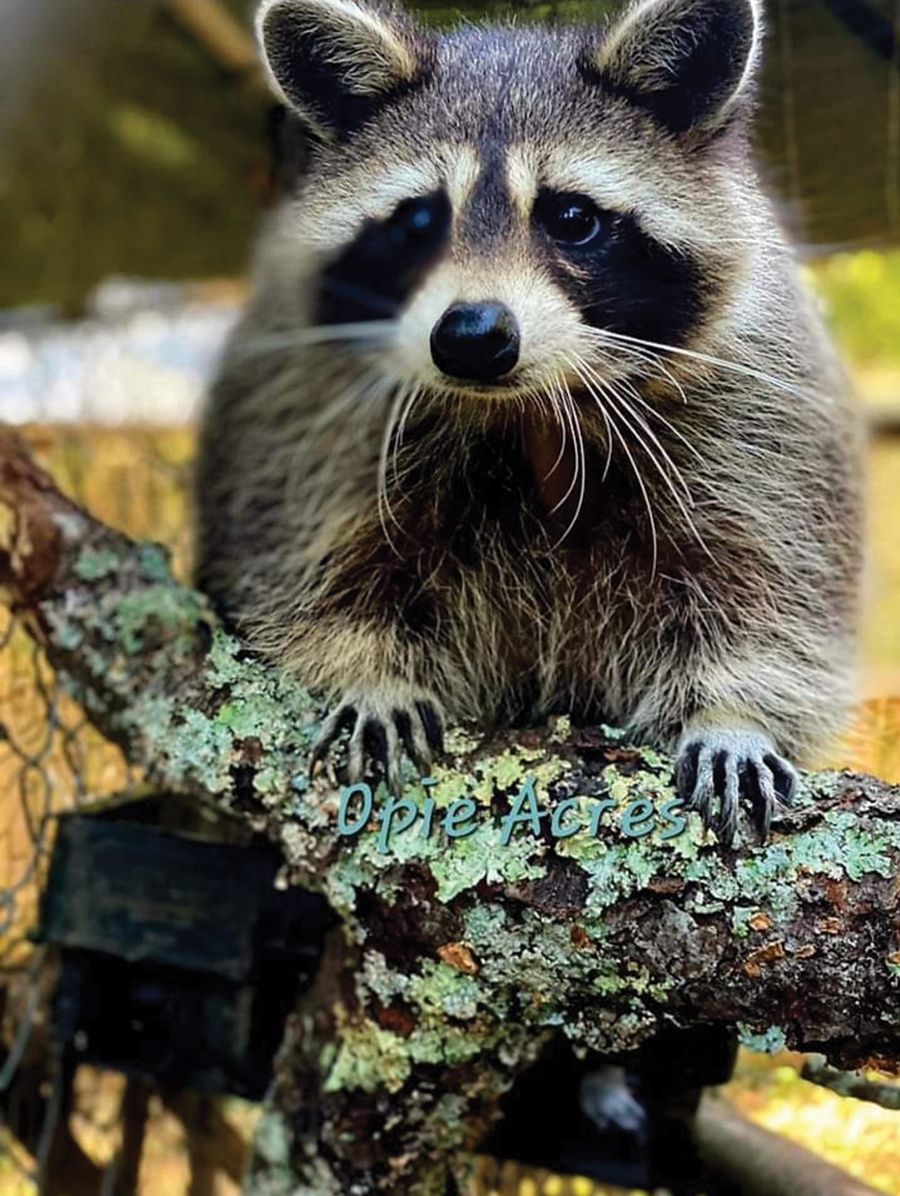 He has rehabilitated a raccoon whose nose was “hanging by a thread,” and says possums are among the most misjudged of species.