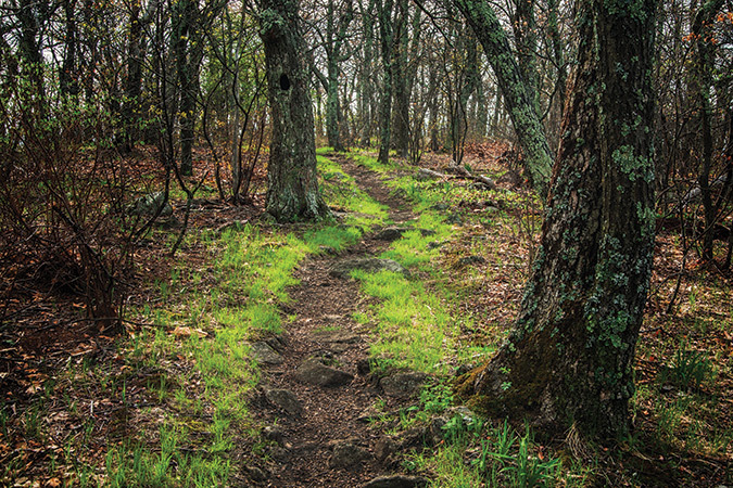 Appalachian Trail, Priest Wilderness Area, George Washington National Forest, Virginia - May 8.