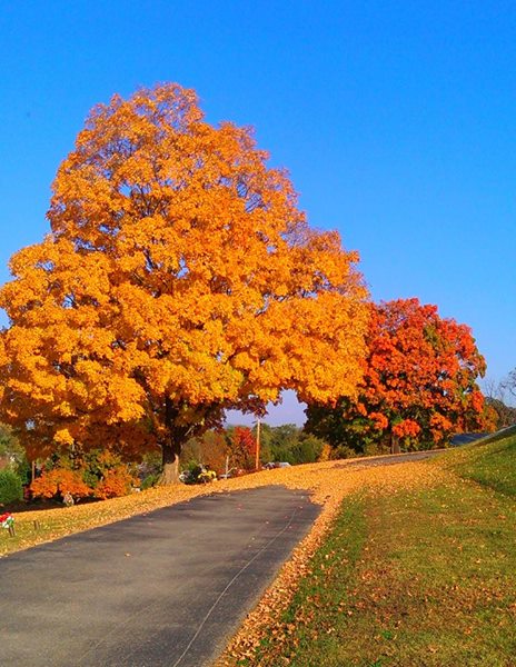 You don't have to go far for fall beauty in Roanoke. This is in the Wasena area in the Evergreen Burial Park.