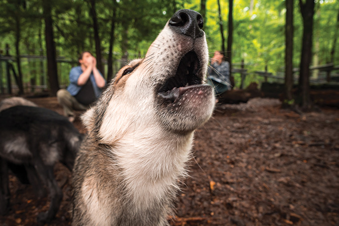 Ela howls with the volunteers, as the wolf pups did from the onset.
