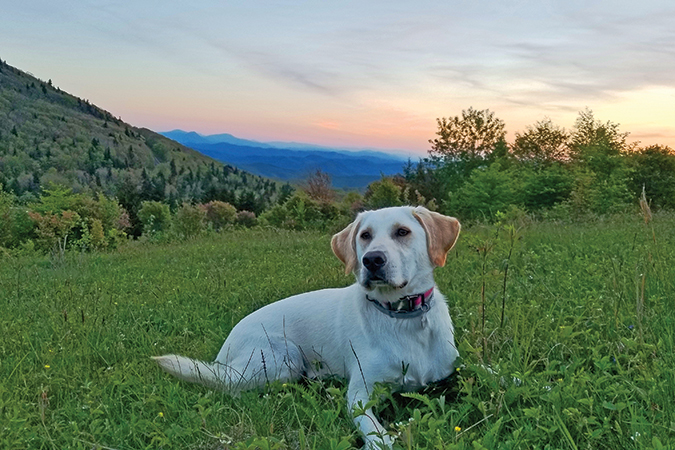 Deana Kelley’s Layla was adopted when she was about 1 year old from the local dog shelter, and “became part of our family from day one.” She loves hiking, swimming, camping and helping eat the family snacks.