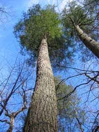 Disappearing giants. In 10 years, researcher Will Blozan has only found 29 living eastern hemlocks more than 160 feet tall.