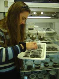 Ashley Lamb. The Virginia Tech postdoctoral student is rearing hardier beetles to fight the hemlock woolly adelgid.