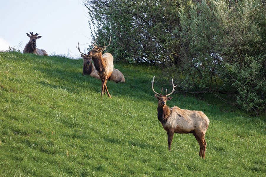 Elk can grow to 9 feet in length, 5 feet tall at the shoulder and upward of 1,000 pounds.
