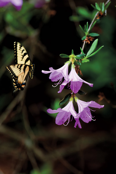 Eastern Tiger Swallowtail in flight. Adults eat the nectar of flowers from a variety of plants.