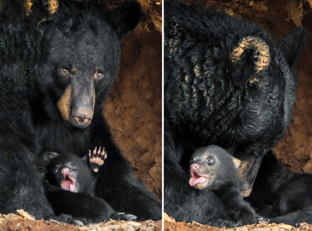 Left: Mama Bear had all three cubs in-between her arms resting; then one of the cubs started to yawn as the other one stretched its rear paw over its ear seemingly showing a high five. The cubs are eight weeks old now.

Right: Mama Bear gives one of her precious little cubs a bath while it yawns, as it just woke up from its nap.