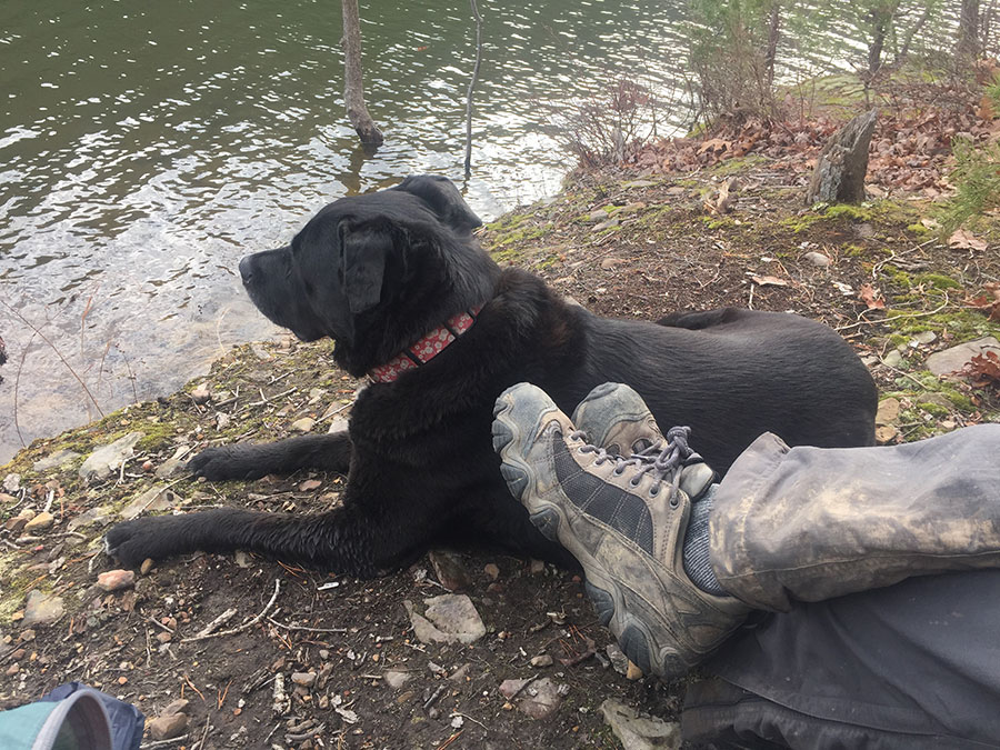 A doggie’s Christmas Day beside the waters of a full Carvins Cove.