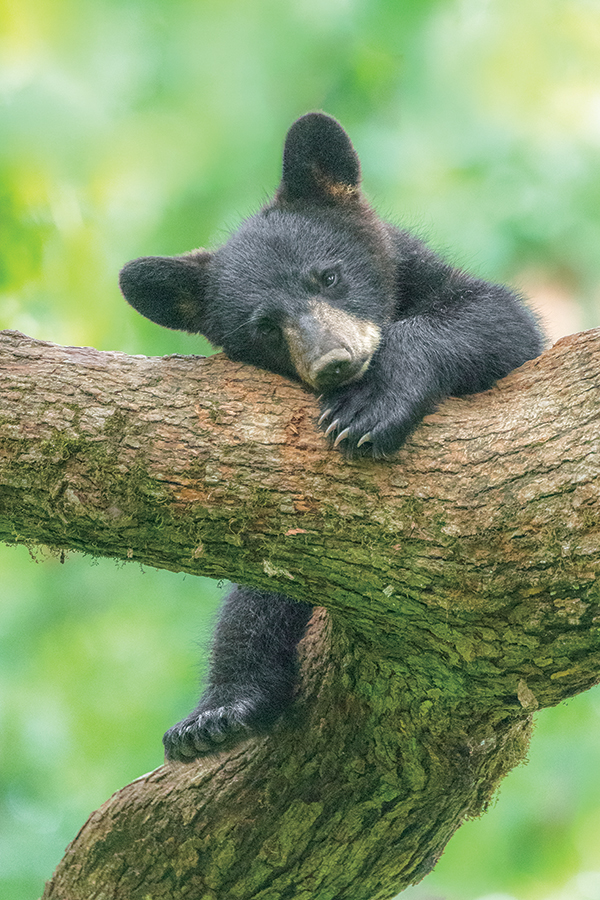 In the Smokies, a 6-month-old cub takes a quick power nap. From the photographer: “Cubs stay busy following Mom, exploring their world, playing with siblings and foraging for food. They are high energy — until they run out of gas.”