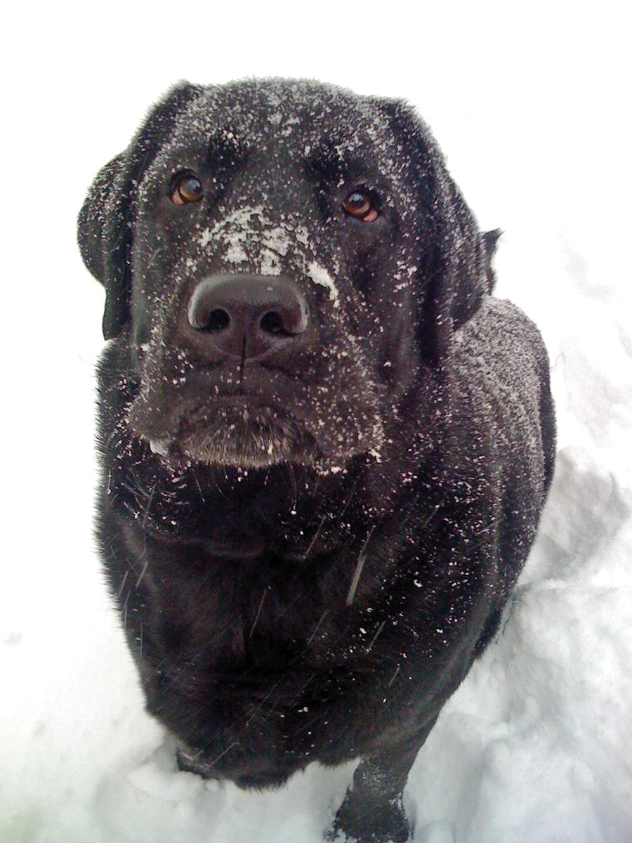 Wylie loved roaming our mountain property! He looked like a bear, so during hunting season he got to wear an orange vest that we modified for him.  He lived at our log cabin in Highlands, North Carolina, and died at age 14. Such a good dog!