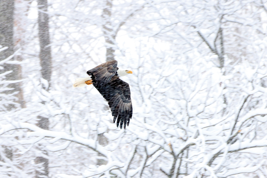An eagle soars over the Watauga River in Carter County, Tennessee. From the photographer: “After we got a rare snow on Christmas Day, I went to check on a local eagle pair. The snow made a beautiful backdrop for this flight.”
