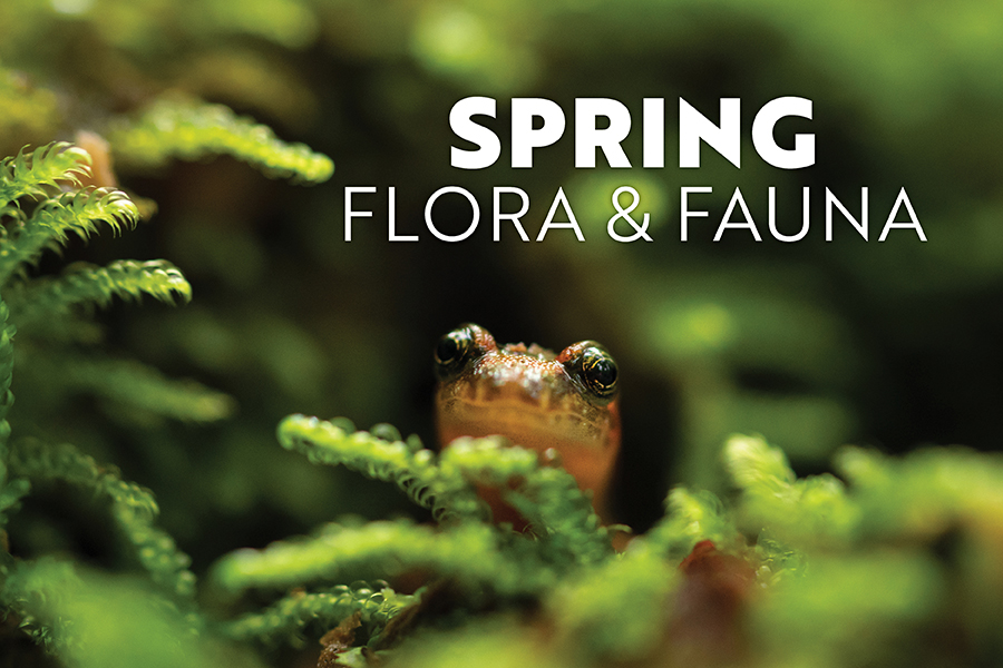 A salamander playing hide-and-go-seek in the mossy forests of Great Smoky Mountains National Park.