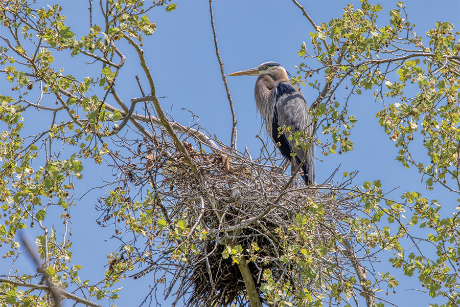 Great blue heron males are involved in the entire chick-raising process, including nest building.