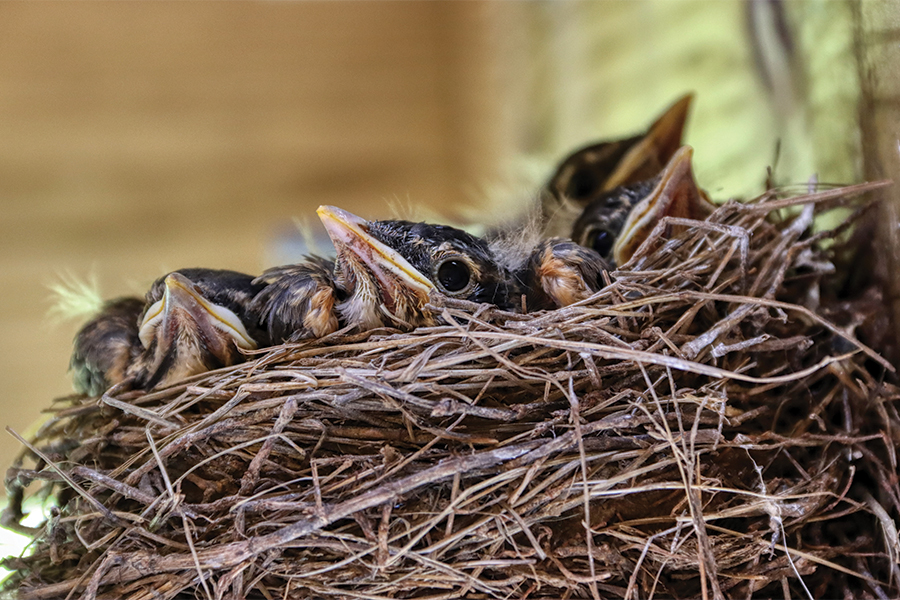Robin males feed their chicks and take on primary feeding duty when chicks fledge.