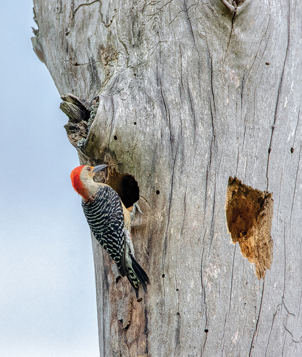 Male red-bellied woodpeckers provide much of the food for their chicks.