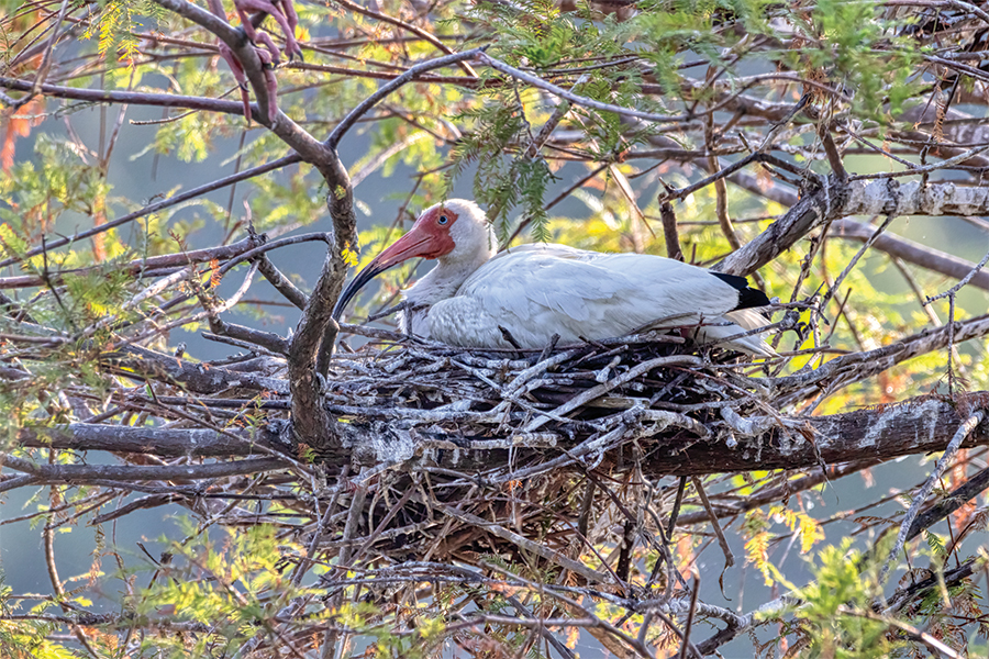 White ibis males often take the bulk of incubation and defense responsibilities.
