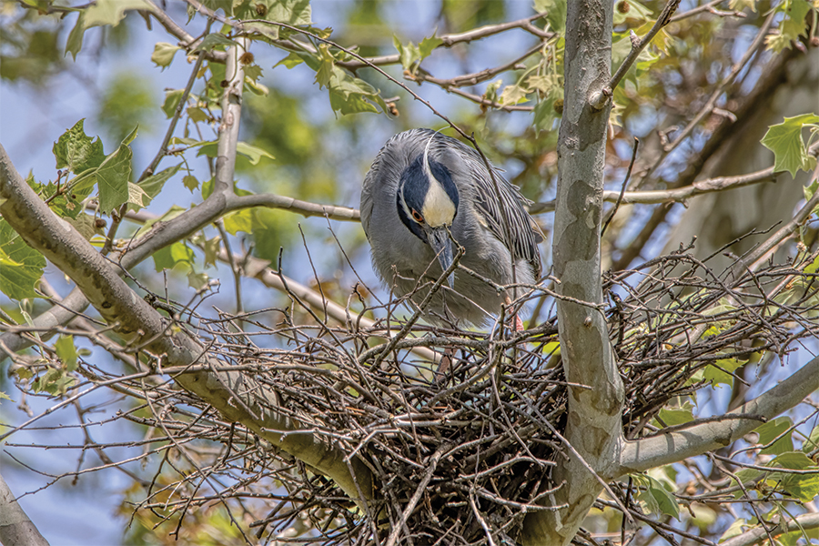 Male yellow-crowned night herons help incubate their eggs and feed their chicks.