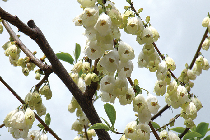 A champion mountain silverbell grows at the Virginia Arboretum.