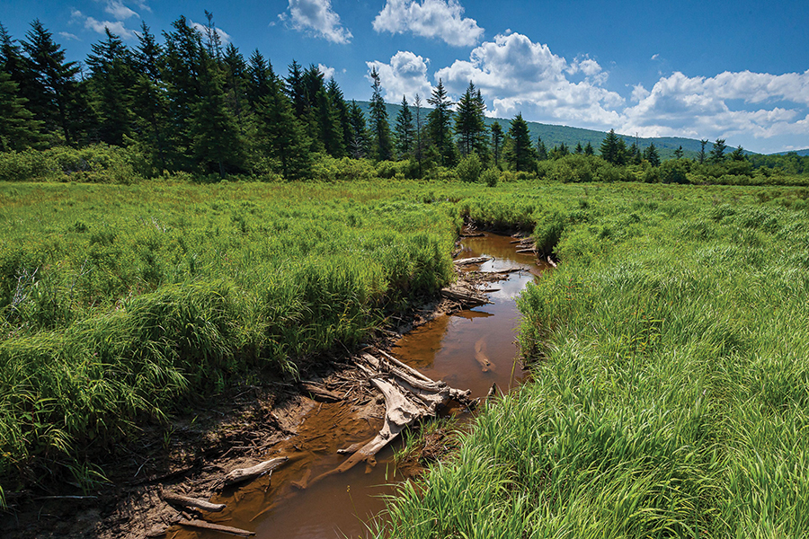 West Virginia’s Big Cove is a major addition to the protected areas of the high-elevation Canaan Valley.