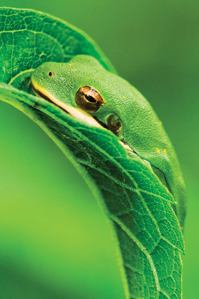 Cades Cove is certainly not known for its tree frog population, but don’t tell this little guy. Cloaked in green and resting on a green leaf with a green background this tree frog fit perfectly in its spring-green setting.