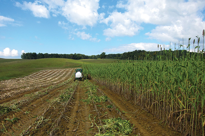 In 2020, Mark and Sherry Guenther grew 62 acres of sorghum cane to make their revered product, Muddy Pond Sorghum.