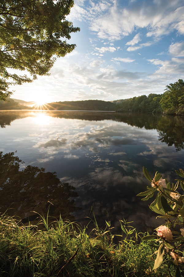 In early July, the Rosebay rhododendron are in full bloom at Price Lake on the Blue Ridge Parkway, North Carolina. Sunrise adds a shimmer in the morning light.