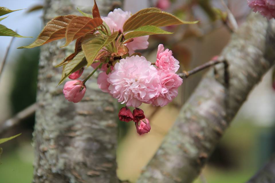 There is something so amazing about a cherry tree in bloom..Photo by Barbara F. Johns taken in Habersham County GA