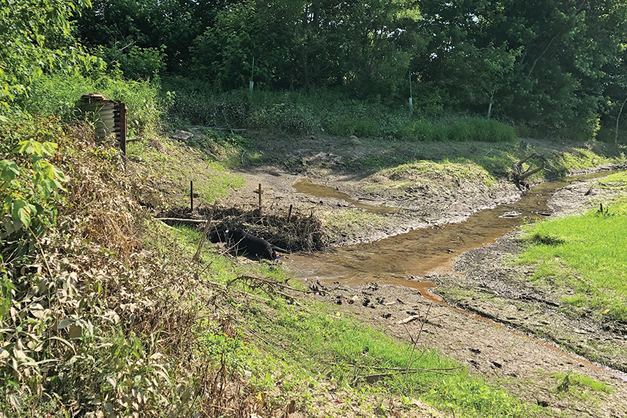 Nearly a century of mining ravaged Lee Bryant’s Kentucky holding.