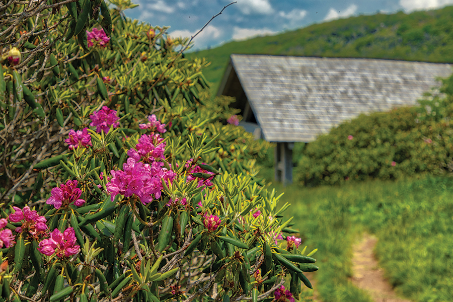 Craggy Gardens is a favorite place to walk amongst the thick growth of the Catawba rhododendron.