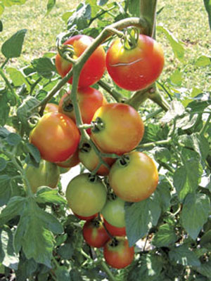 Tomato Plants