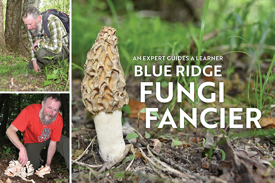 RIGHT: A yellow morel grows on a Botetourt County, Virginia mountainside. TOP LEFT: Roanoke, Virginia’s Jeff Huffman finds a yellow morel in a poplar glade. Note the three poplars growing together behind the mushroom. BOTTOM LEFT: Use a knife to remove an edible mushroom from its base. Doing so often enables the fungi to reproduce from the same spot.