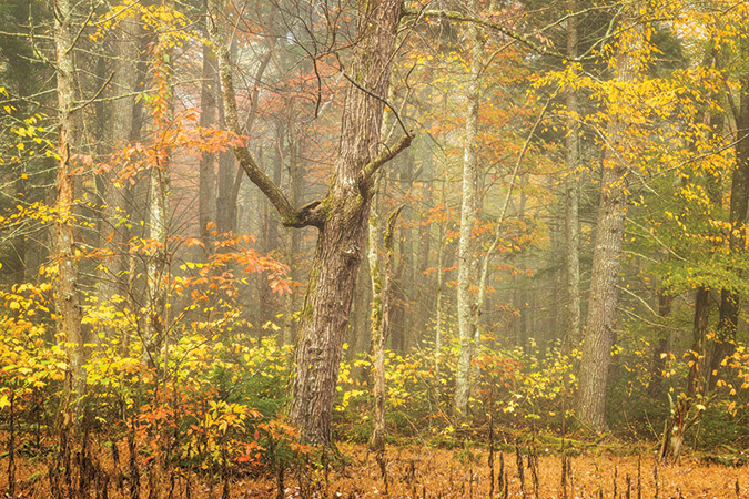 Autumn forest in fog, Cades Cove, Great Smoky Mountains National Park, Tennessee & North Carolina - October 28.