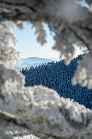 Recent snow fall and bitterly cold conditions at Roan Highlands, North Carolina, created a delightful winter wonderland scene, covering all plant life on the mountain with beautiful hoar frost, making this scene truly photogenic. From the photographer: “Roan Highlands has always instilled a sense of magic in me every time I visit. It is truly a special place.”
