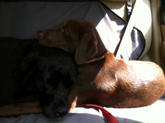 Chiens fatigués in the car after their stream walk.