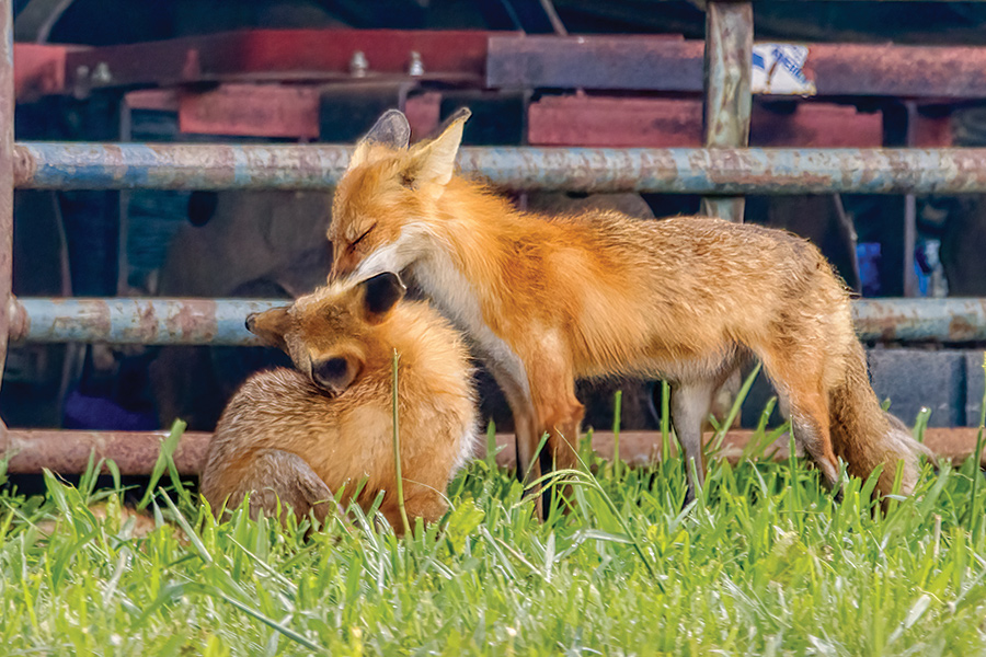 The morning bath is part of fox parenting that sees offspring living with their parents for about seven months.
