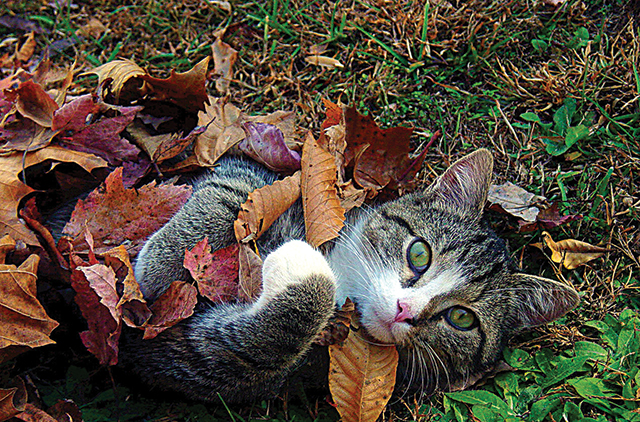 Full ownership involves playthings real and natural, and planting catnip.
