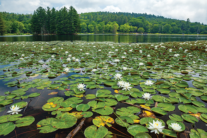 An explosion of water lilies bloom each summer at Bass Lake in Moses H. Cone Memorial Park, located near milepost 294 in Blowing Rock, North Carolina.