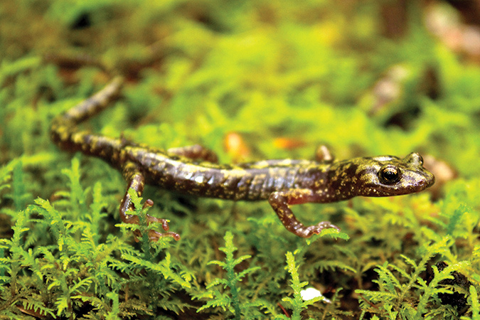 This green salamander is one of a world record 64 species in South Carolina’s Jocassee Gorges.
