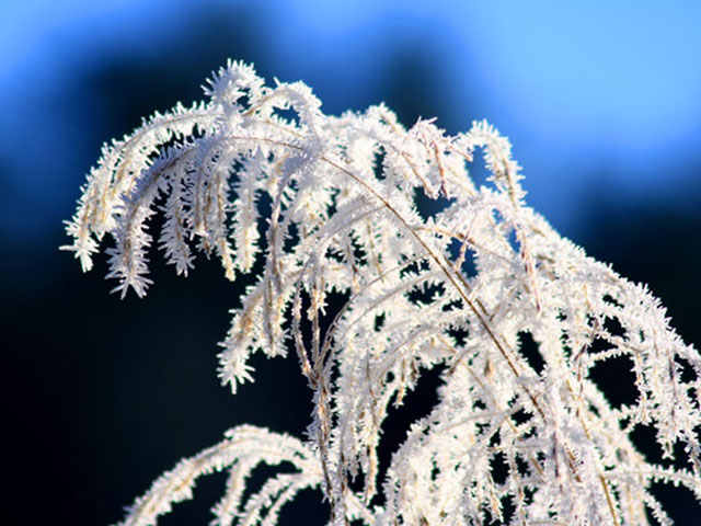 Hoarfrost is part of the early morning at Cades Cove in Great Smoky Mountains National Park. Says Roger Canada of the shot: “The light illuminating this grass initially caught my eye. Upon closer view I positioned my camera to emphasize the blue of the morning sky to contrast with the brilliant white rime ice.”