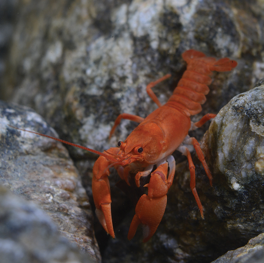 Cambarus longulus. This crayfish is part of a unique population in which many individuals have a color mutation, causing them to be bright crimson. Crayfish are a generally underappreciated group within the southeast, with numerous undescribed species present in our rivers, streams and ditches.