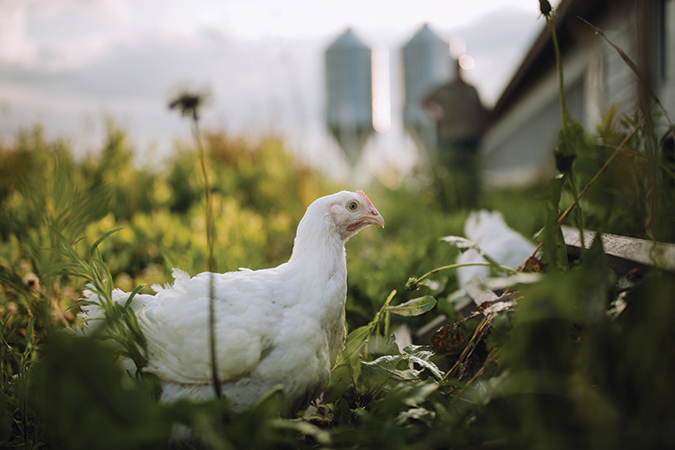 Virginia’s six-generation Farmer Focus brand is “100% organic and humane certified” chicken.