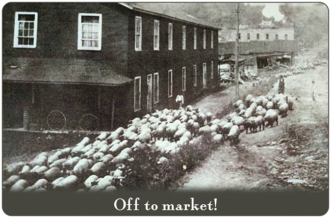 Farmers drive sheep through town, highlighting an important agricultural export of yesteryear.