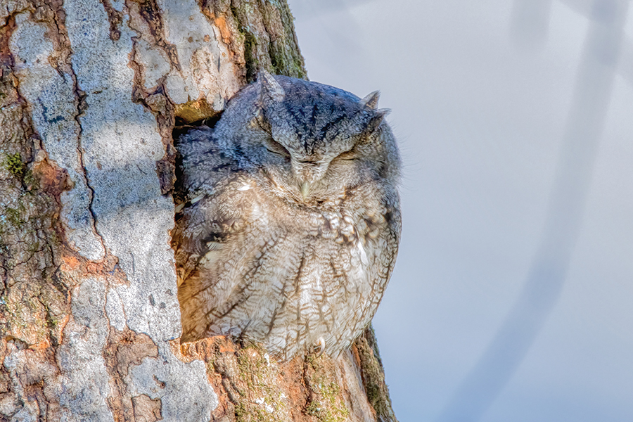 It took six weeks, but then an eastern screech owl showed up at the structure Ryan Rice created with that hope.