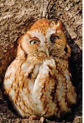 An eastern screech owl sits in the hollow of a tree in Middlesboro