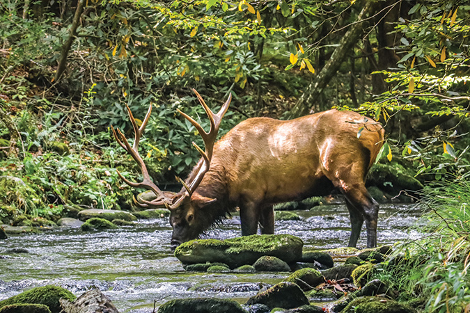 The Roosevelt elk have made an amazing comeback in the Blue Ridge Mountains. They frequently wade into the creeks to cool themselves and drink their fill of water. This mature bull was photographed close to the Blue Ridge Parkway near Milepost 469 on the outskirts of Cherokee, North Carolina.