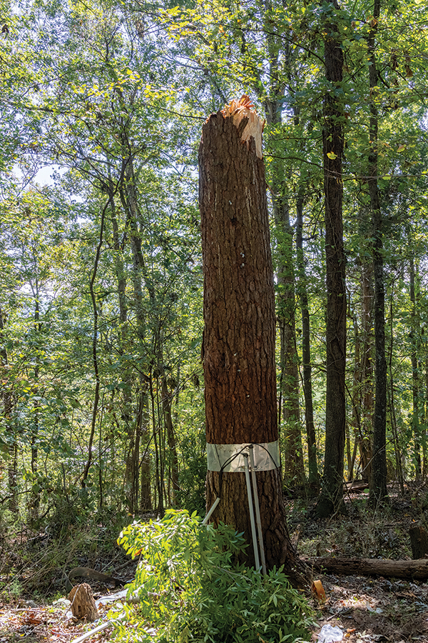 This trunk was all that was left of the nest tree after it fell during the winds of Helene.
