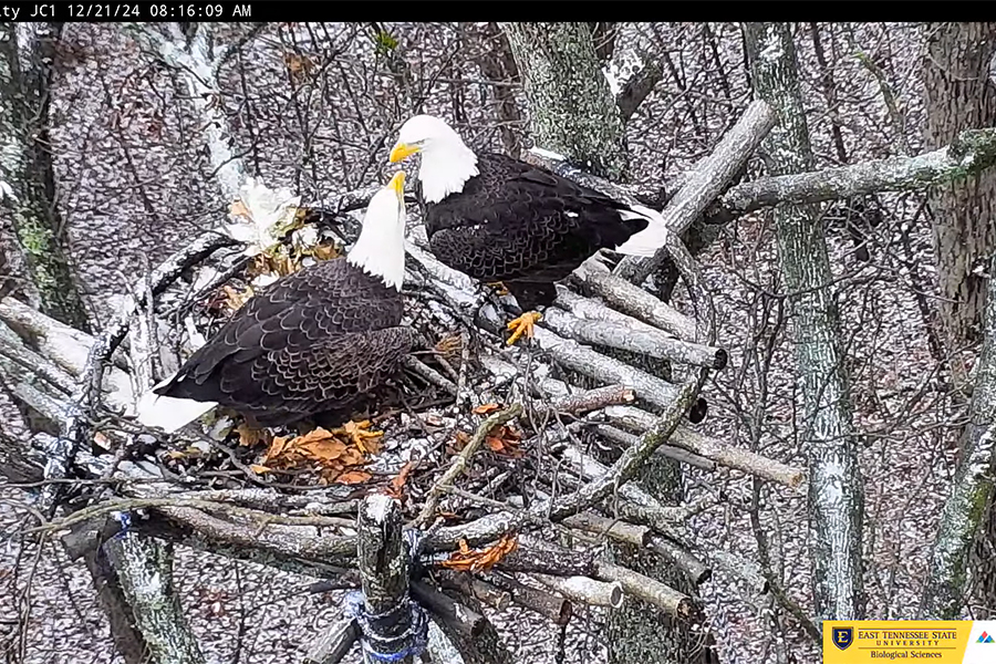 By December, Boone and Jolene were at work on their nest on the platform (image via live ETSU camera).