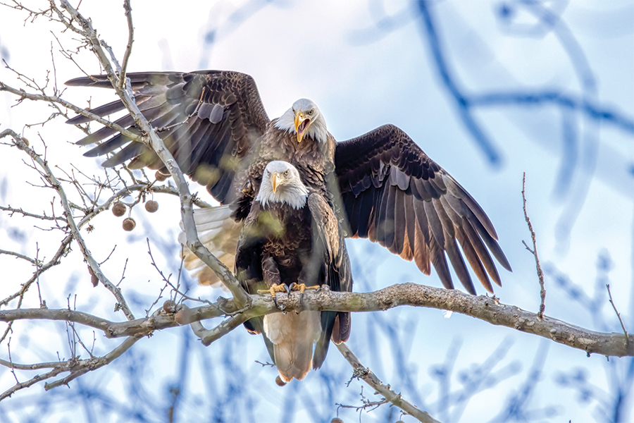 Eagles often mate for life. This pair is in Scott County, Virginia.
